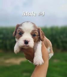 Cavalier puppies - Photo 4