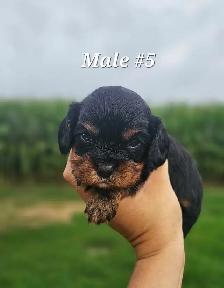 Cavalier puppies - Photo 5