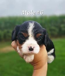 Cavalier puppies - Photo 6
