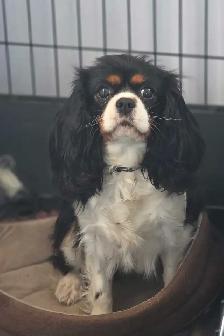 Cavalier puppies - Photo 7