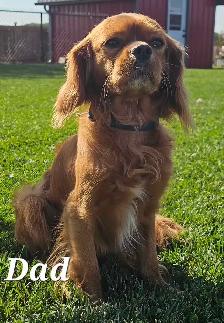 Cavalier puppies - Photo 8