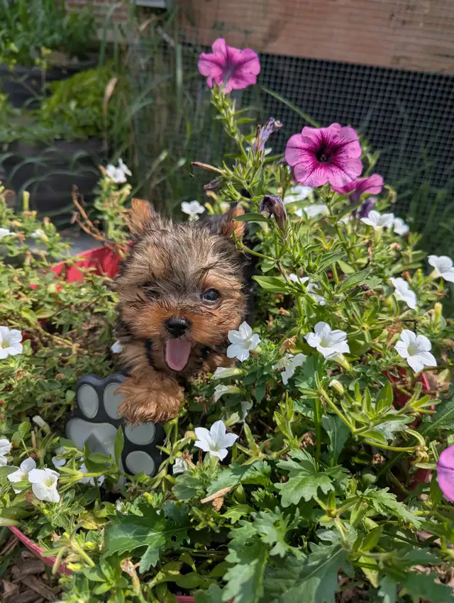 3 Mâles Yorkshire terrier (prêt à partir)