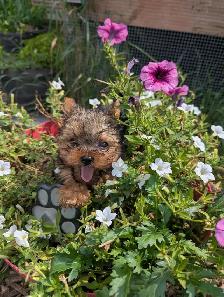 3 Mâles Yorkshire terrier (prêt à partir)