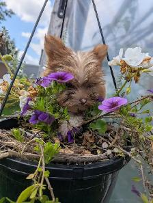 3 Mâles Yorkshire terrier (prêt à partir) - Photo 3