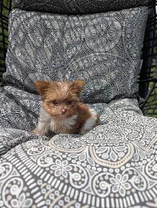 3 Mâles Yorkshire terrier (prêt à partir) - Photo 4