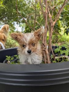 3 Mâles Yorkshire terrier (prêt à partir) - Photo 5
