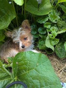 3 Mâles Yorkshire terrier (prêt à partir) - Photo 7