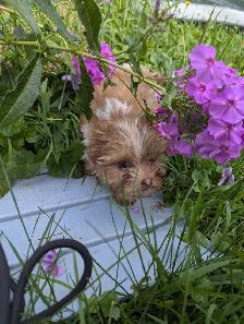 3 Mâles Yorkshire terrier (prêt à partir) - Photo 8