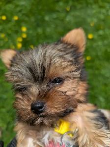 3 Mâles Yorkshire terrier (prêt à partir) - Photo 9