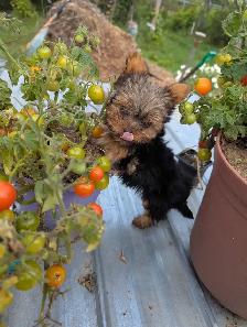 3 Mâles Yorkshire terrier (prêt à partir) - Photo 10