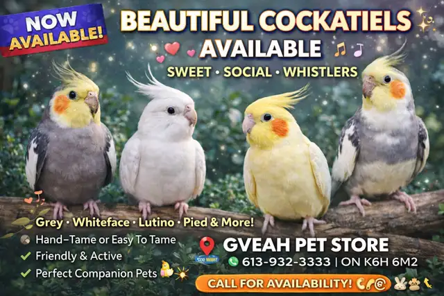 Cockatiels