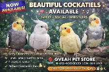 Cockatiels