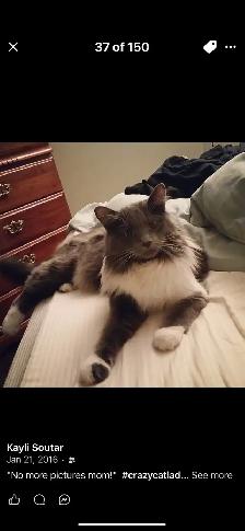 Pet Sitting - Photo 4