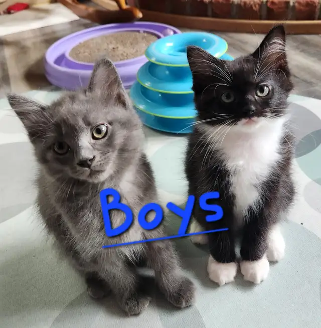 Non Traditional Ragdoll Kittens looking for their FUREVER Home
