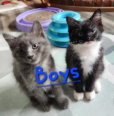 Non Traditional Ragdoll Kittens looking for their FUREVER Home