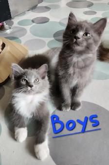 Non Traditional Ragdoll Kittens looking for their FUREVER Home - Photo 2