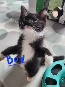 Non Traditional Ragdoll Kittens looking for their FUREVER Home - Photo 3