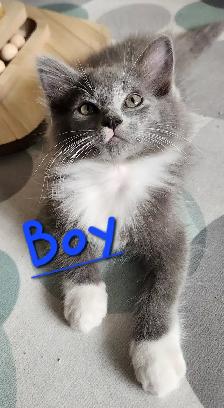 Non Traditional Ragdoll Kittens looking for their FUREVER Home - Photo 4