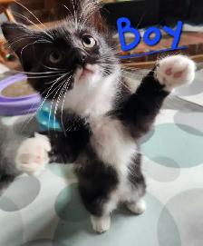 Non Traditional Ragdoll Kittens looking for their FUREVER Home - Photo 5