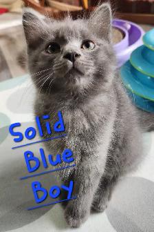 Non Traditional Ragdoll Kittens looking for their FUREVER Home - Photo 6