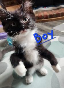 Non Traditional Ragdoll Kittens looking for their FUREVER Home - Photo 8