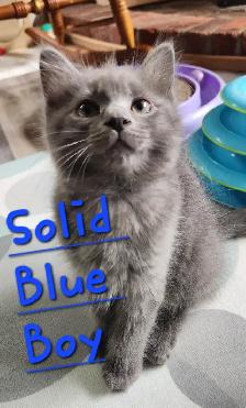 Non Traditional Ragdoll Kittens looking for their FUREVER Home - Photo 9