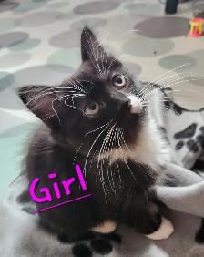 Non Traditional Ragdoll Kittens looking for their FUREVER Home - Photo 10