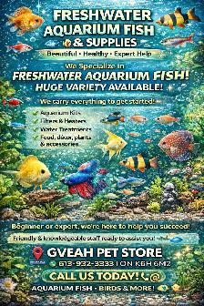 Freshwater Aquarium Fish & Supplies – Huge Variety!