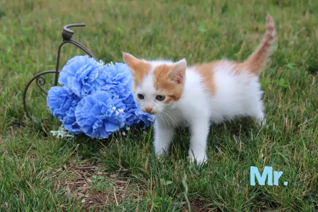Cute Kittens-VET CHECKED WITH FIRST VACCINE-Ready for new homes