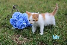 Cute Kittens-VET CHECKED WITH FIRST VACCINE-Ready for new homes