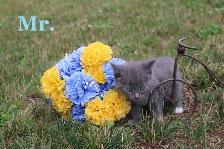 Cute Kittens-VET CHECKED WITH FIRST VACCINE-Ready for new homes - Photo 2