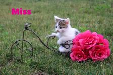 Cute Kittens-VET CHECKED WITH FIRST VACCINE-Ready for new homes - Photo 4