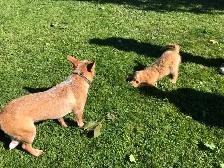 Puppy Socialization Classes - Photo 4