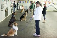 Dog Training Obedience, Agility, Private Lessons and Puppy Class