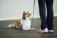 Dog Training Obedience, Agility, Private Lessons and Puppy Class - Photo 3