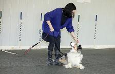 Dog Training Obedience, Agility, Private Lessons and Puppy Class - Photo 4