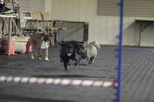 Dog Training Obedience, Agility, Private Lessons and Puppy Class - Photo 5