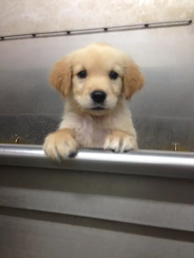 Dog Grooming Services