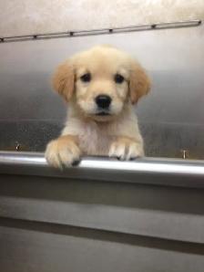 Dog Grooming Services