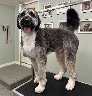 Dog Grooming Services - Photo 5