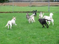 Doggie Daycare at Country Club for Pets