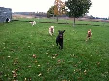 Doggie Daycare at Country Club for Pets - Photo 3