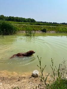 Doggie Daycare at Country Club for Pets - Photo 4