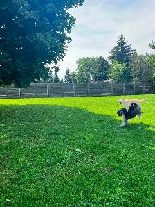 Doggie Daycare at Country Club for Pets - Photo 5