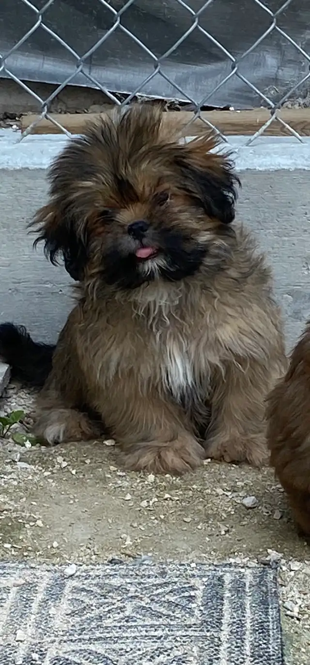 gorgeous little Shih Tzu Male available