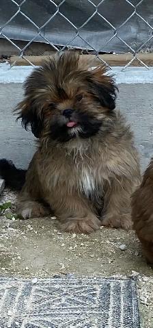 gorgeous little Shih Tzu Male available