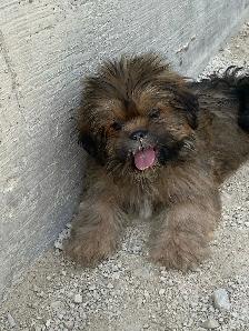 gorgeous little Shih Tzu Male available - Photo 2