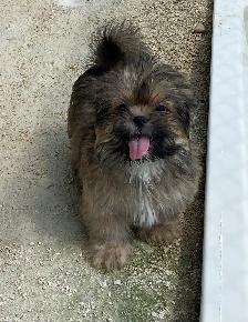 gorgeous little Shih Tzu Male available - Photo 3