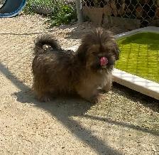 gorgeous little Shih Tzu Male available - Photo 4