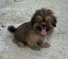 gorgeous little Shih Tzu Male available - Photo 5